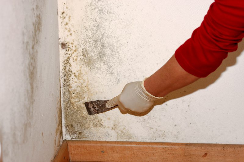 Need Assistance With Mold Removal? Westfield NJ Specialists Can Help