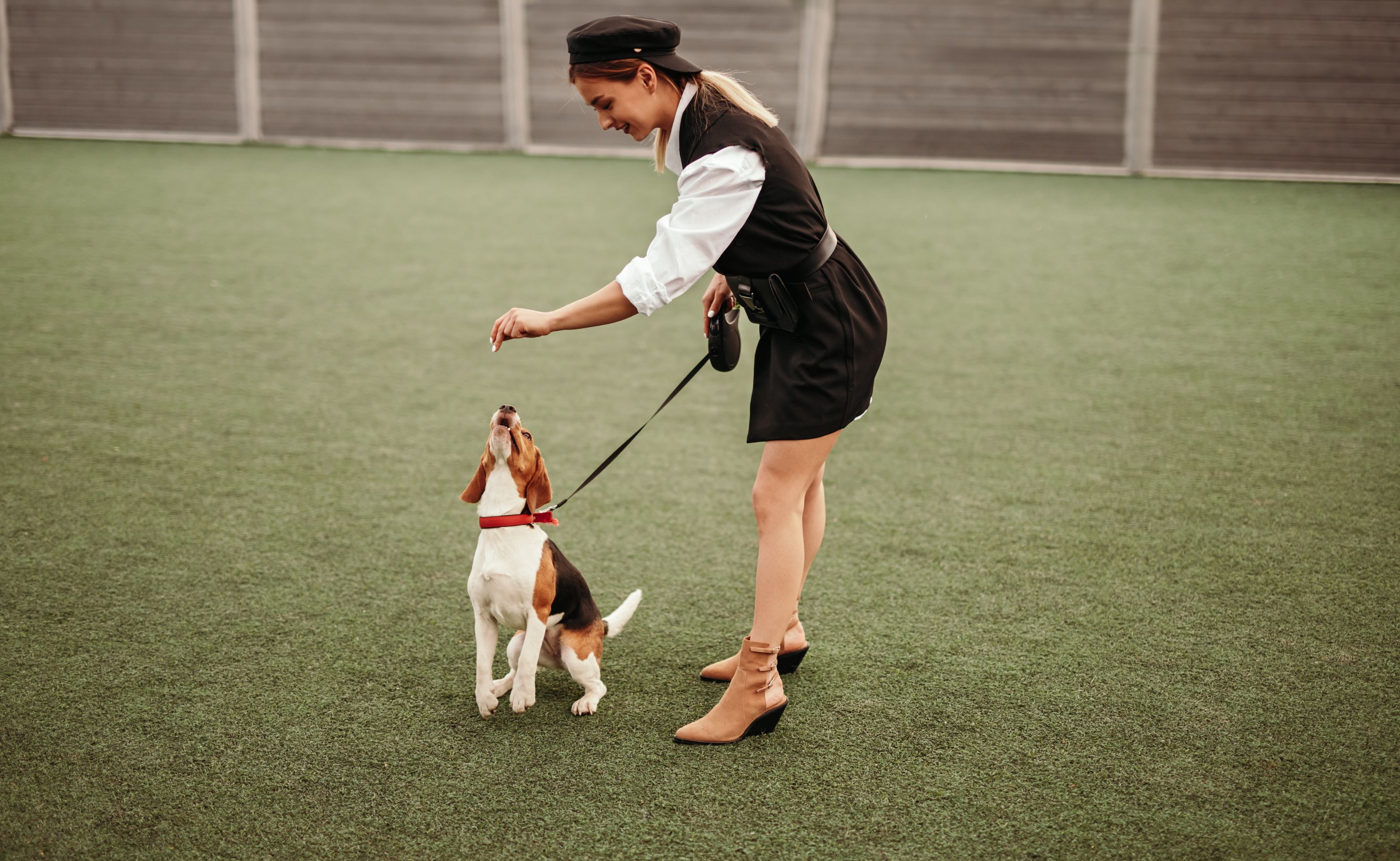 Dog Training in Murrieta, CA: Reasons to Train Your Dog