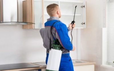 The Most Common Pests in Melbourne Commercial Properties and How to Deal with Them