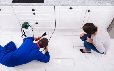 Comprehensive Guide to Pest Control Services in Newnan, GA: Solutions for a Pest-Free Home