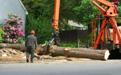 Tree Removal Near Marietta, GA: Ensuring Safety and Preserving Beauty