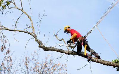 Tree Removal Services in St. Petersburg, FL: Essential for Hazard-Free Landscapes