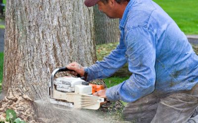 Tree Removal Experts in Houghton Lake, MI: Balancing Aesthetics And Safety in Tree Care